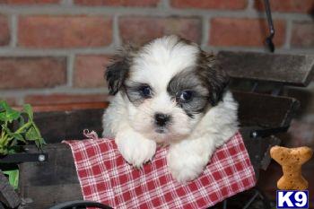 Puppies in PA